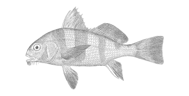 drawing of a Black Drum