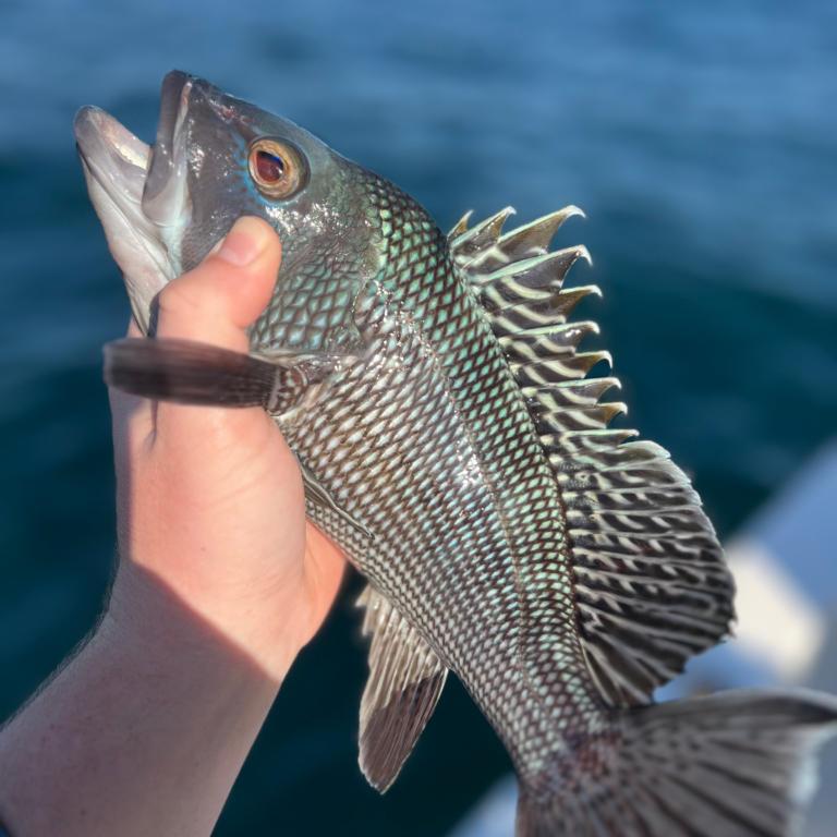 Black-Sea-Bass-NEARSHORE-FISHING