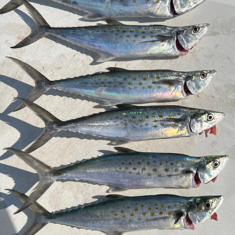 Spanish-Mackerel-nearshore-fishing