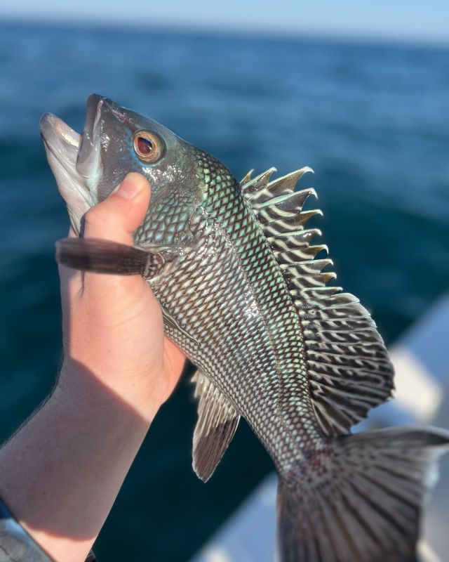 Taking advantage of some good weather for some great fishing!☀️🎣🌊

Let me know what you think we used to catch these Black sea bass in the comment’s below 👇

Black sea bass inhabit irregular hard-bottom areas, such as wrecks or reefs. Black sea bass grow to 24 inches and 6 pounds.Larger black sea bass are black, while the smaller ones are more of a dusky brown. The exposed parts of scales are paler than the margins, making the fish look like it is barred with a series of dots running lengthwise. The belly is slightly lighter in color than the sides. The fins are dark, and the dorsal is marked with a series of white spots and bands. The upper portion of the caudal fin ends as a filament. 

Book your trip NOW🎣

🔗Coastalmarshcharters.com

📧chris@coastalmarshcharters.com

📞(304) 807-7577